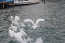 Zuercher-Limmatschwimmen-2018-08-18-Bodensee-Community-SEECHAT_DE-_225_.JPG