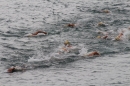 Zuercher-Limmatschwimmen-2018-08-18-Bodensee-Community-SEECHAT_DE-_44_.JPG