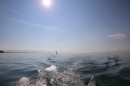 BODENSEEBOOT-Schwimmen-Katja-Rauch-2018-09-05-Bodensee-Community-SEECHAT_DE-IMG_1533.JPG