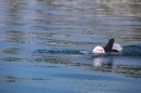 BODENSEEBOOT-Schwimmen-Katja-Rauch-2018-09-05-Bodensee-Community-SEECHAT_DE-IMG_1562.JPG