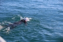 BODENSEEBOOT-Schwimmen-Katja-Rauch-2018-09-05-Bodensee-Community-SEECHAT_DE-IMG_1712.JPG