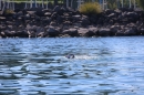 BODENSEEBOOT-Schwimmen-Katja-Rauch-2018-09-05-Bodensee-Community-SEECHAT_DE-IMG_1714.JPG