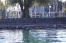 BODENSEEBOOT-Schwimmen-Katja-Rauch-2018-09-05-Bodensee-Community-SEECHAT_DE-IMG_1716.JPG