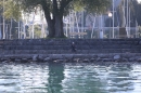 BODENSEEBOOT-Schwimmen-Katja-Rauch-2018-09-05-Bodensee-Community-SEECHAT_DE-IMG_1719.JPG