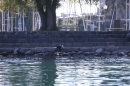 BODENSEEBOOT-Schwimmen-Katja-Rauch-2018-09-05-Bodensee-Community-SEECHAT_DE-IMG_1720.JPG