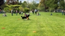 Hundeshow-Rorschach-2019-05-19-Bodensee-Community-SEECHAT_DE-_103_.jpg