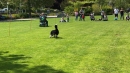 Hundeshow-Rorschach-2019-05-19-Bodensee-Community-SEECHAT_DE-_105_.jpg