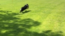 Hundeshow-Rorschach-2019-05-19-Bodensee-Community-SEECHAT_DE-_26_.jpg