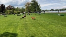 Hundeshow-Rorschach-2019-05-19-Bodensee-Community-SEECHAT_DE-_28_.jpg