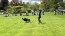 Hundeshow-Rorschach-2019-05-19-Bodensee-Community-SEECHAT_DE-_2_.jpg