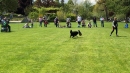 Hundeshow-Rorschach-2019-05-19-Bodensee-Community-SEECHAT_DE-_30_.jpg