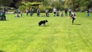 Hundeshow-Rorschach-2019-05-19-Bodensee-Community-SEECHAT_DE-_42_.jpg