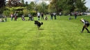 Hundeshow-Rorschach-2019-05-19-Bodensee-Community-SEECHAT_DE-_46_.jpg