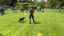 Hundeshow-Rorschach-2019-05-19-Bodensee-Community-SEECHAT_DE-_53_.jpg