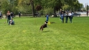 Hundeshow-Rorschach-2019-05-19-Bodensee-Community-SEECHAT_DE-_55_.jpg