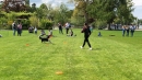 Hundeshow-Rorschach-2019-05-19-Bodensee-Community-SEECHAT_DE-_57_.jpg