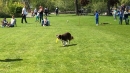 Hundeshow-Rorschach-2019-05-19-Bodensee-Community-SEECHAT_DE-_60_.jpg