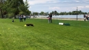 Hundeshow-Rorschach-2019-05-19-Bodensee-Community-SEECHAT_DE-_64_.jpg