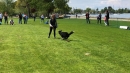 Hundeshow-Rorschach-2019-05-19-Bodensee-Community-SEECHAT_DE-_80_.jpg