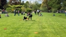 Hundeshow-Rorschach-2019-05-19-Bodensee-Community-SEECHAT_DE-_82_.jpg