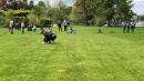 Hundeshow-Rorschach-2019-05-19-Bodensee-Community-SEECHAT_DE-_85_.jpg