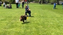 Hundeshow-Rorschach-2019-05-19-Bodensee-Community-SEECHAT_DE-_86_.jpg