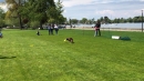 Hundeshow-Rorschach-2019-05-19-Bodensee-Community-SEECHAT_DE-_93_.jpg