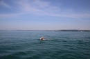 Bodenseeequerung-Bodenseeboot-Laier-250719-Bodensee-Community-SEECHAT_DE-IMG_2618.JPG