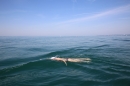 Bodenseeequerung-Bodenseeboot-Laier-250719-Bodensee-Community-SEECHAT_DE-IMG_2673.JPG