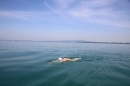 Bodenseeequerung-Bodenseeboot-Laier-250719-Bodensee-Community-SEECHAT_DE-IMG_2679.JPG