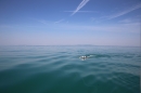 Bodenseeequerung-Bodenseeboot-Laier-250719-Bodensee-Community-SEECHAT_DE-IMG_2779.JPG