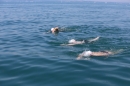 Bodenseeequerung-Bodenseeboot-Laier-250719-Bodensee-Community-SEECHAT_DE-IMG_2858.JPG