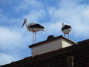 BAD_SAULGAU-Flohmarkt-230923DSCF1462.JPG