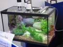 Aqua-Fisch-Messe-Friedrichshafen-070309-seechat_de-IMG_7345.JPG