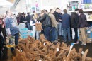 Aqua_Fisch_messe_Fridrichshafen_Seechat_de_Michael_WohlfarthDSC09658.JPG