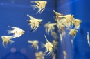 Aqua_Fisch_messe_Fridrichshafen_Seechat_de_Michael_WohlfarthDSC09659.JPG