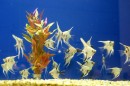 Aqua_Fisch_messe_Fridrichshafen_Seechat_de_Michael_WohlfarthDSC09660.JPG