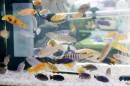 Aqua_Fisch_messe_Fridrichshafen_Seechat_de_Michael_WohlfarthDSC09671.JPG