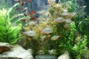 Aqua_Fisch_messe_Fridrichshafen_Seechat_de_Michael_WohlfarthDSC09675.JPG