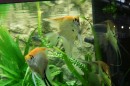 Aqua_Fisch_messe_Fridrichshafen_Seechat_de_Michael_WohlfarthDSC09704.JPG