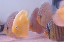 Aqua_Fisch_messe_Fridrichshafen_Seechat_de_Michael_WohlfarthDSC09721.JPG