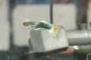 Aqua_Fisch_messe_Fridrichshafen_Seechat_de_Michael_WohlfarthDSC09737.JPG