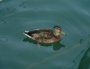 Stadtfest-Lindau-110709-Bodensee-Community-seechat_de_36.JPG