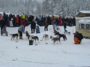 Schlittenhunderennen-Todtmoos-20100131-Bodensee-Community-seechat_de-IMG_8491.JPG