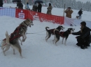 Schlittenhunderennen-Todtmoos-20100131-Bodensee-Community-seechat_de-IMG_8501.JPG