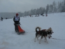 Schlittenhunderennen-Todtmoos-20100131-Bodensee-Community-seechat_de-IMG_8504.JPG