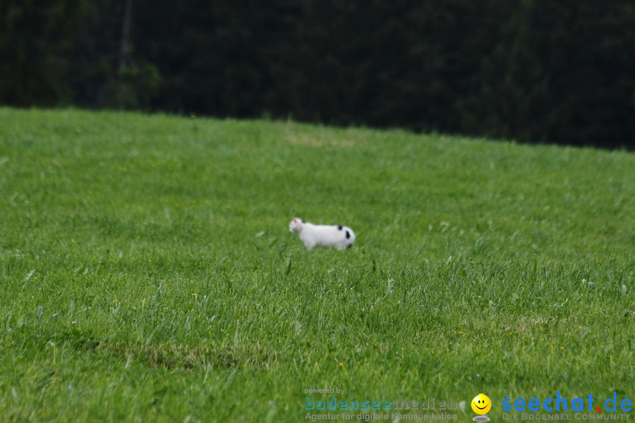 SwingGolf-Opfenbach-Mywiler-Bodensee-Community-14052011-SEECHAT_DE-IMG_6404.JPG