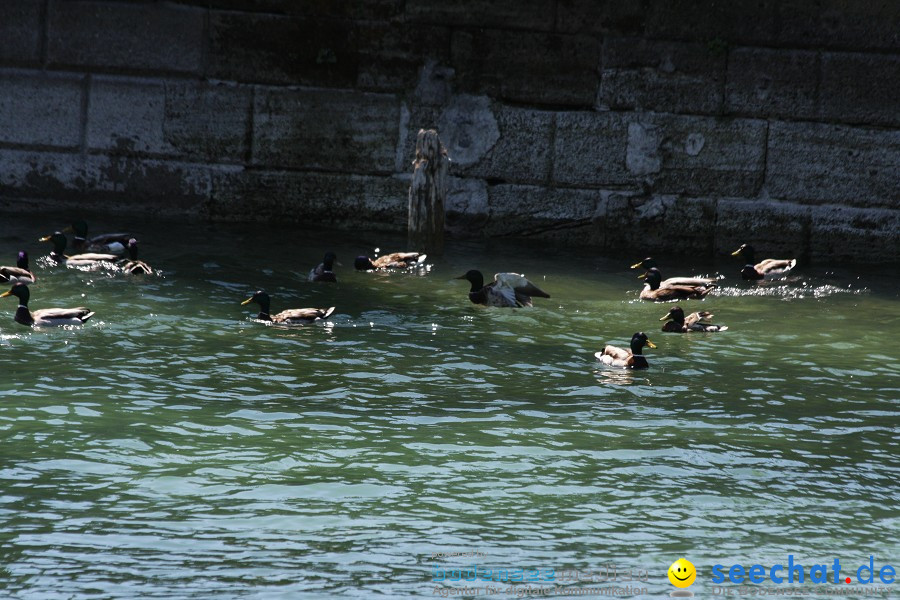 Internationale Bodenseewoche 2011: Konstanz am Bodensee, 29.05.2011