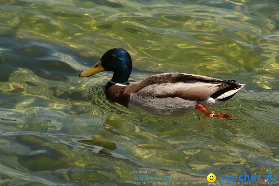 Internationale Bodenseewoche 2011: Konstanz am Bodensee, 29.05.2011