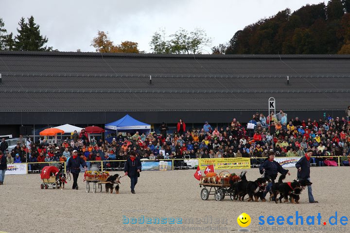 Hengstparade Marbach 2008